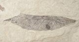 Unidentified Fossil Leaf - Green River Formation #16831-1